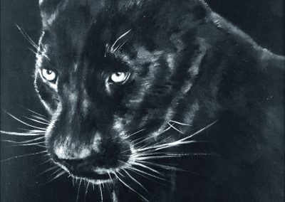 Panther_25x25cm