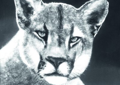 Puma_25x25cm